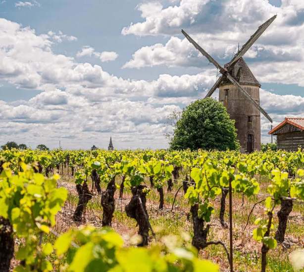chauffeur prive dans le vignoble de Nantes